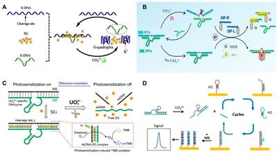 Recent Advances on DNAzyme-Based Biosensors for Detection of Uranyl